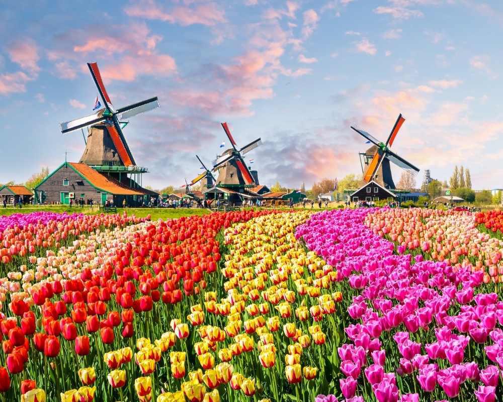 Làm visa Hà Lan công tác nhanh